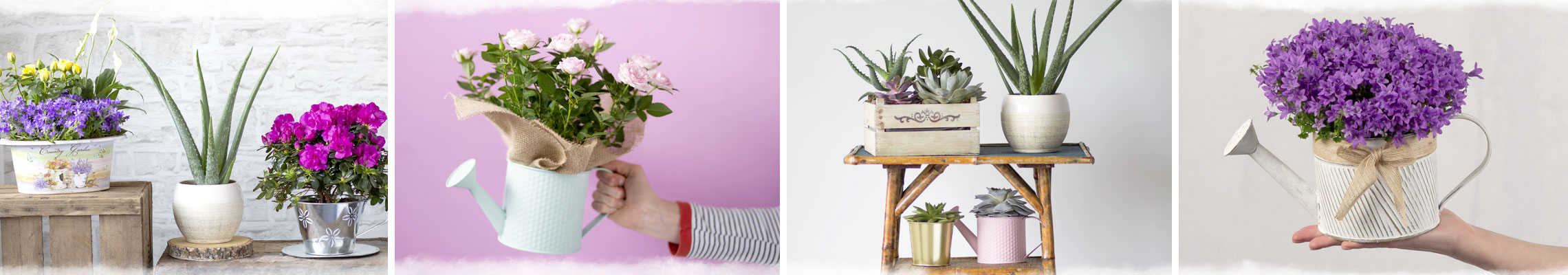 Caring for your plants image
