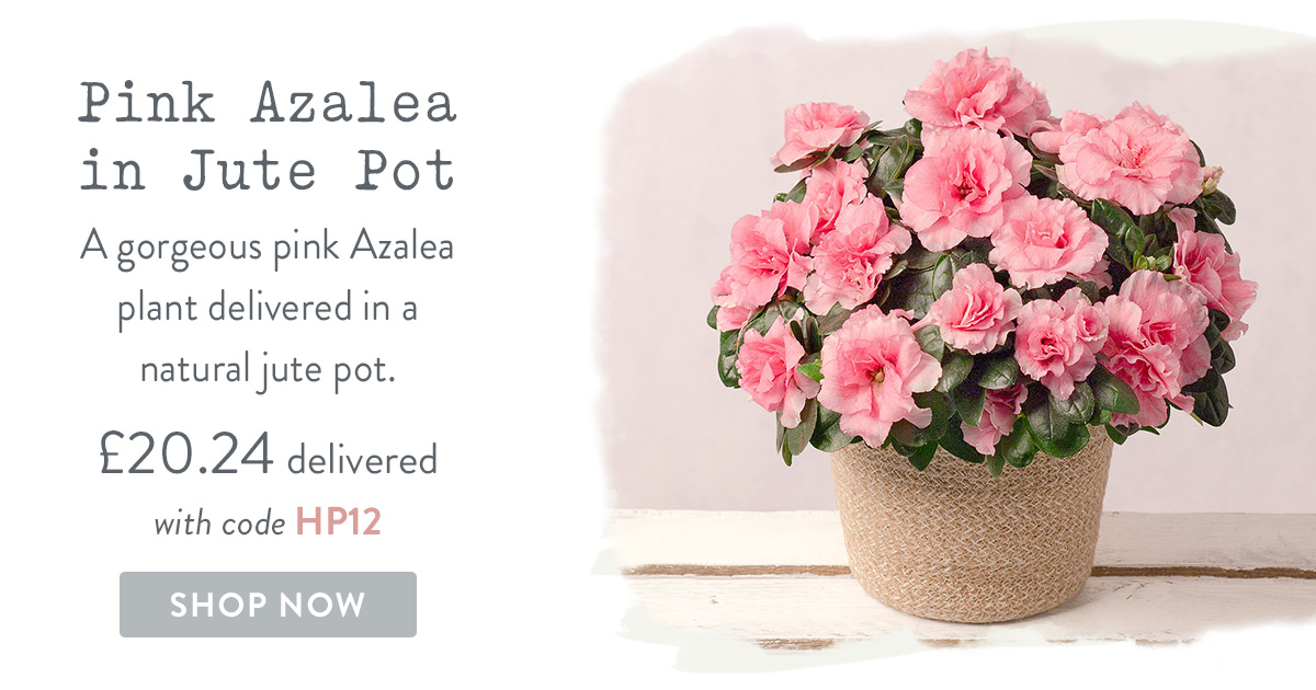 Pink Azalea in Jute Pot - only &pound;20.24