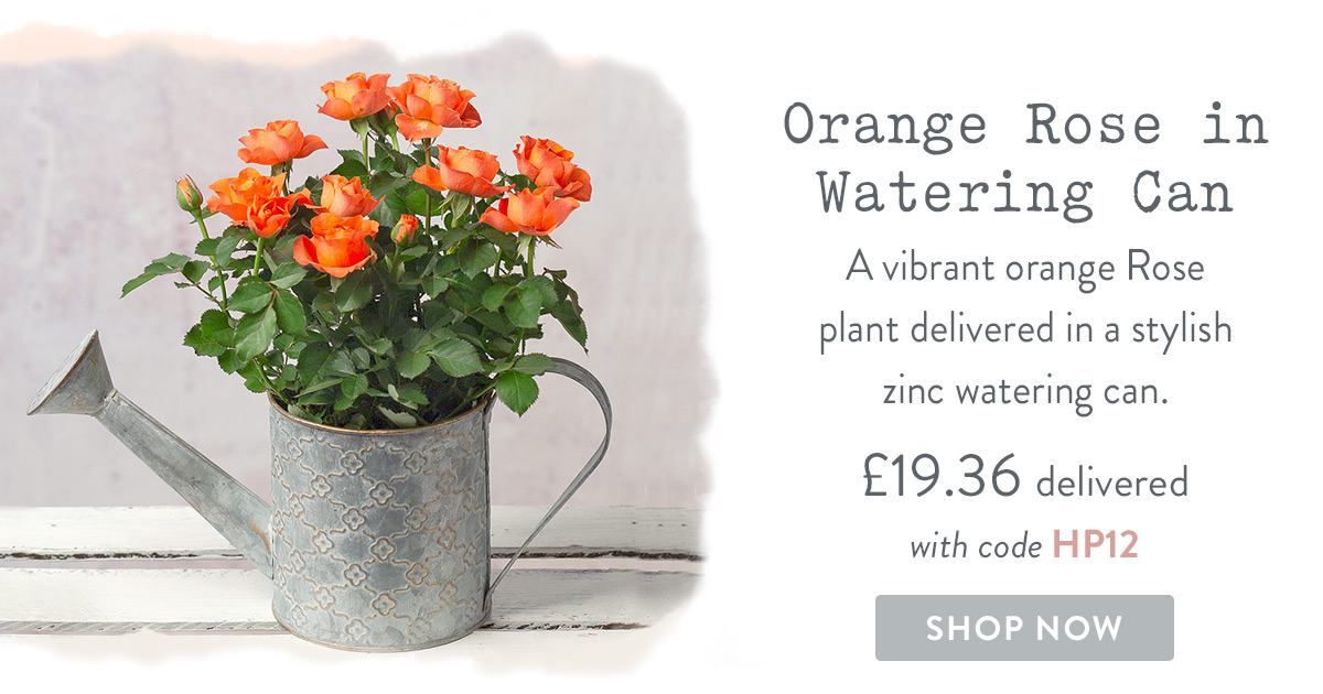 Orange Rose in Watering Can - only &pound;19.39