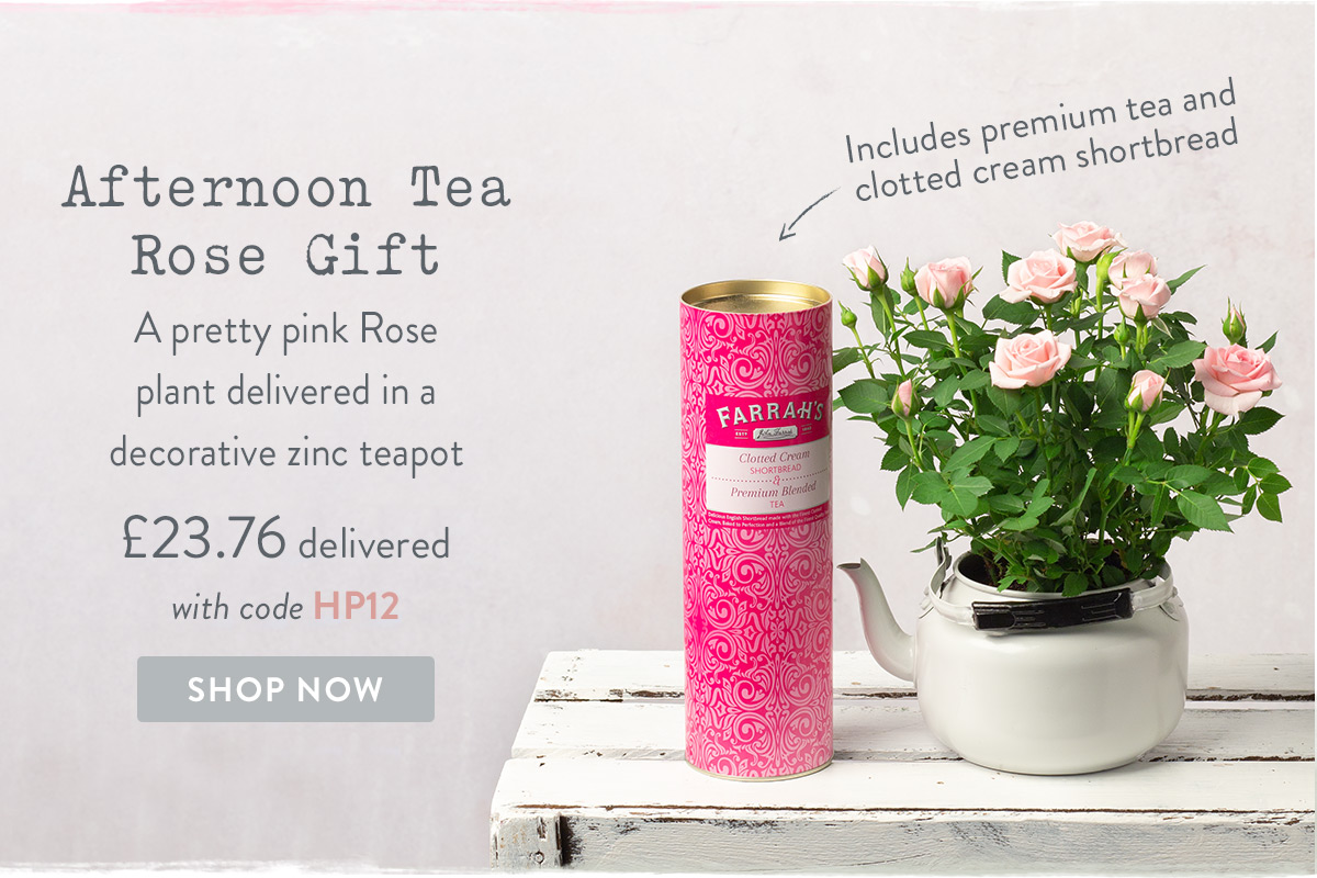 Afternoon Tea Rose Gift - only &pound;23.76