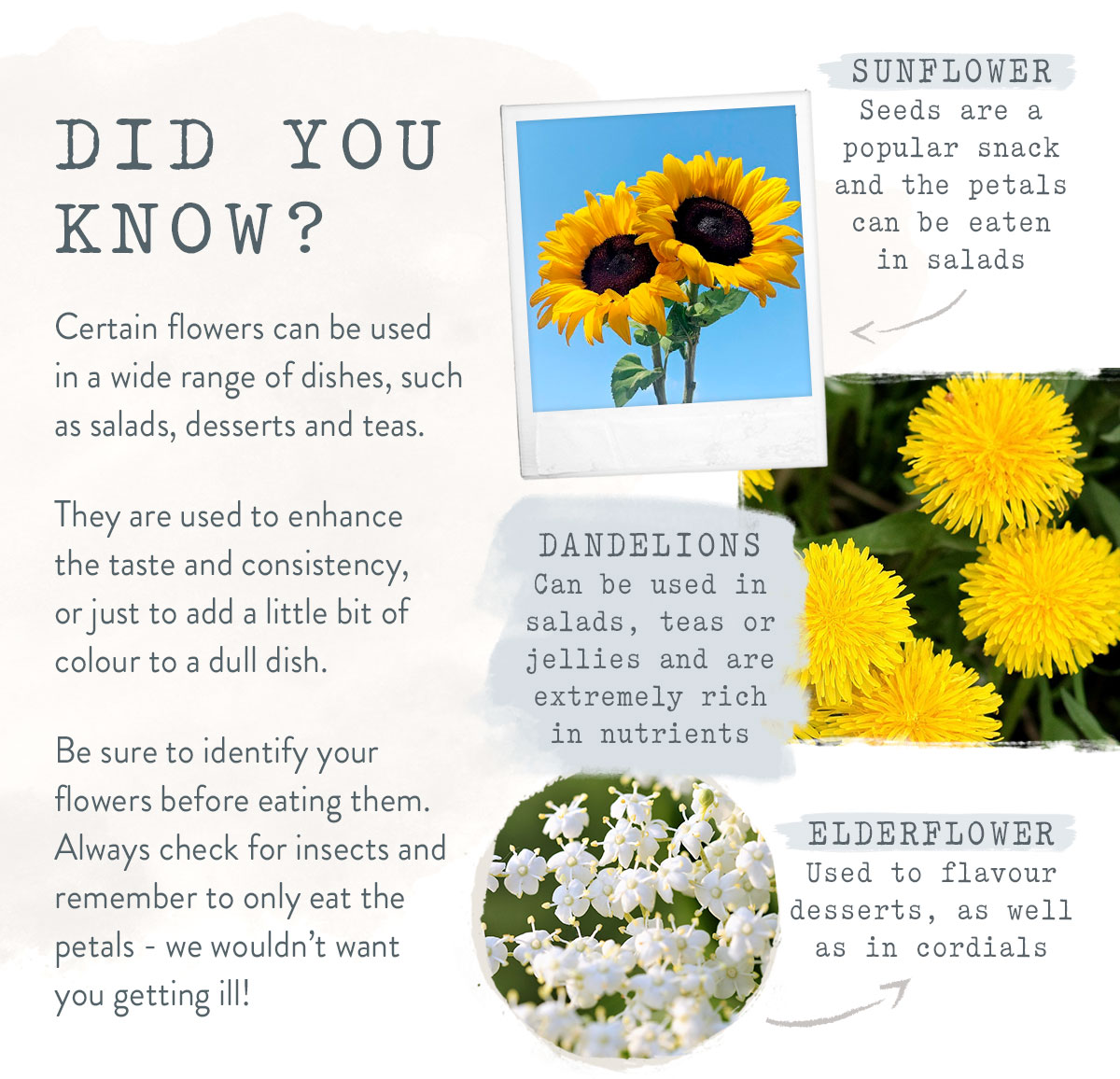 Edible Flowers