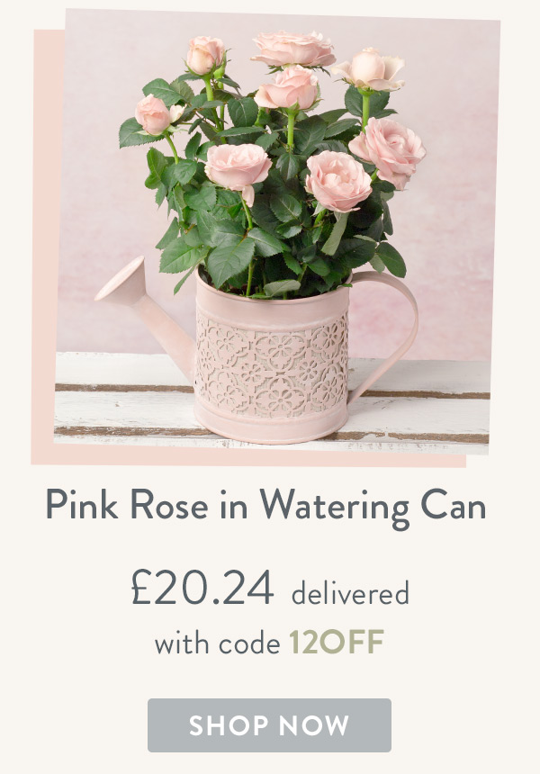 Pink Rose in Watering Can - Only &pound;20.24