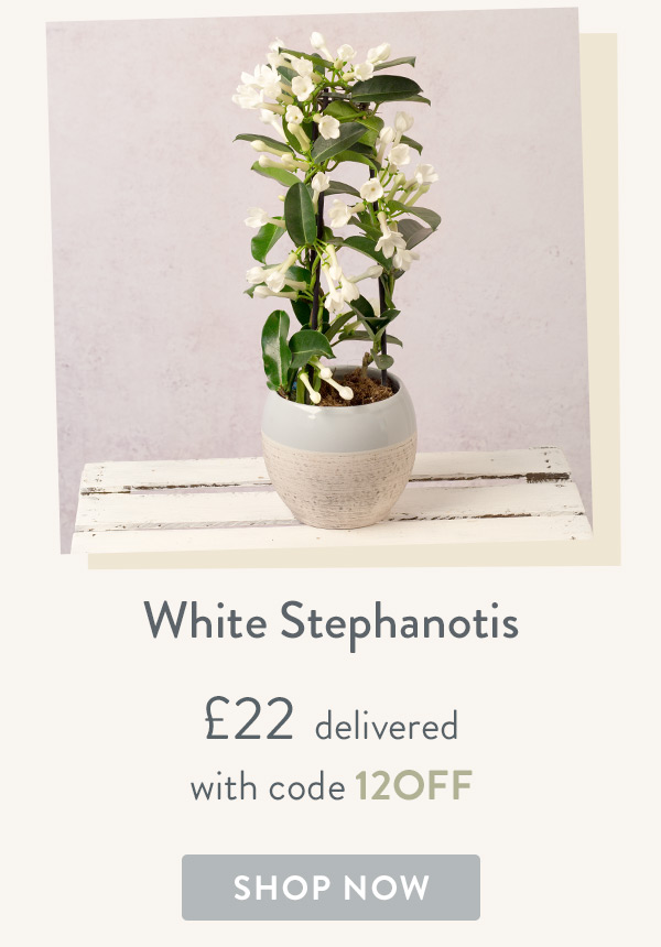 Freesia Plant - Only &pound; 22