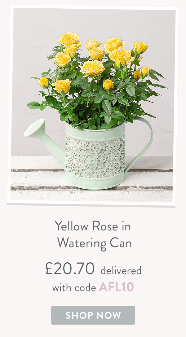 Yellow Rose in Watering Can - only &pound;20.70