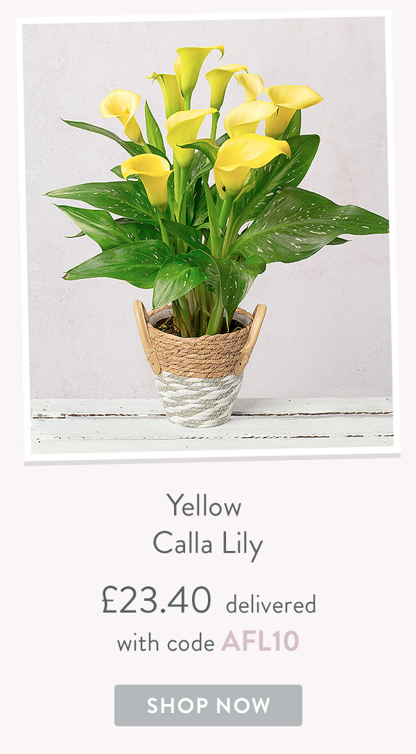 Yewllow Calla Lily - only &pound;23.40