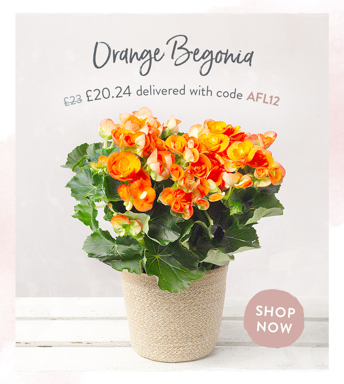 Orange Begonia - only &pound;20.24