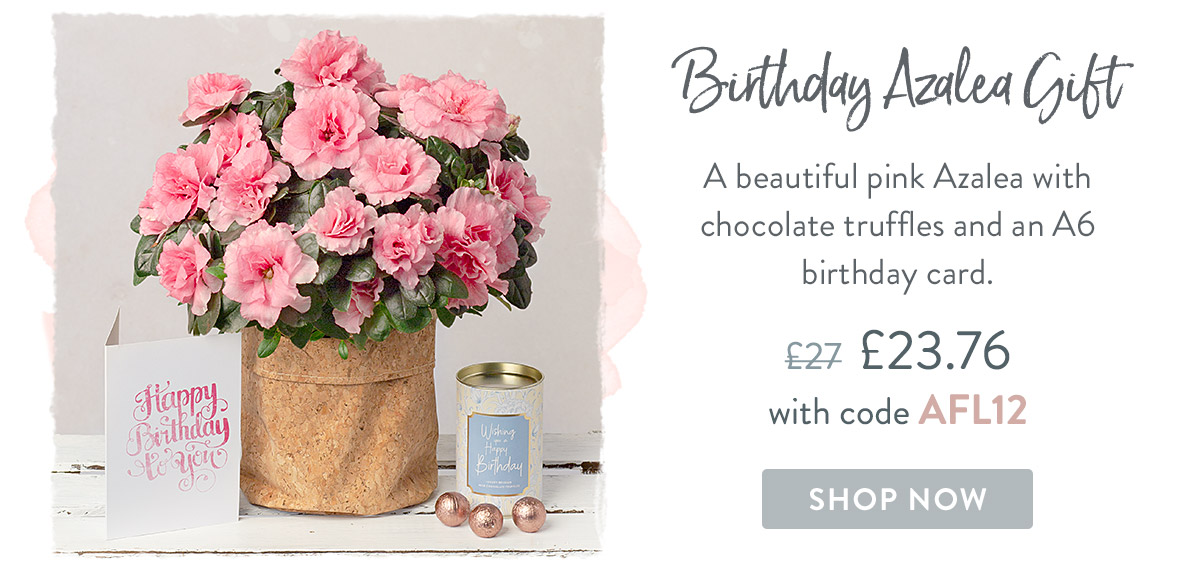 Birthday Azalea Gift - only &pound;23.76