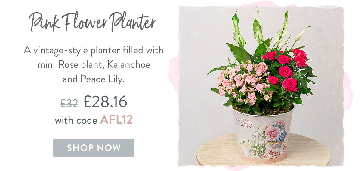 Cheese & Pink Flower Planter - only &pound;28.16