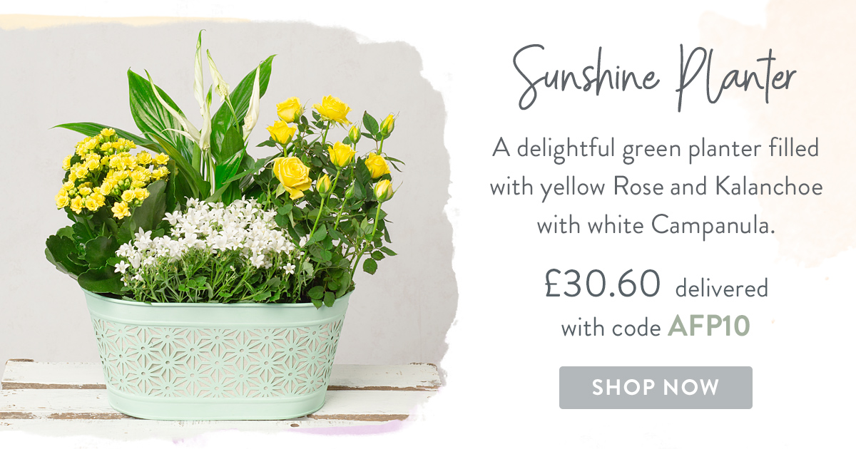Sunshine Planter - Only &pound;30.60 delivered with code