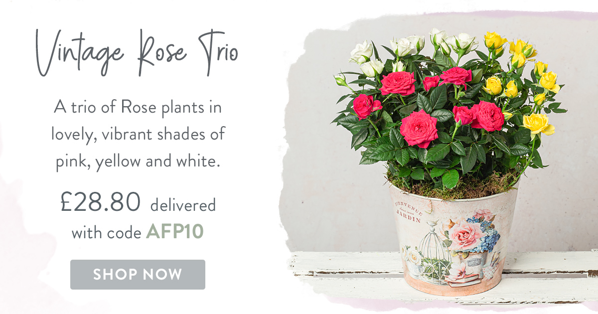 Vintage Rose Trio - Only &pound;28.80 delivered with code