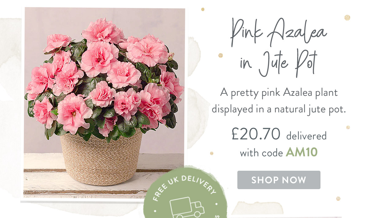 Pink Azalea in Jute Pot - only &pound;20.70
