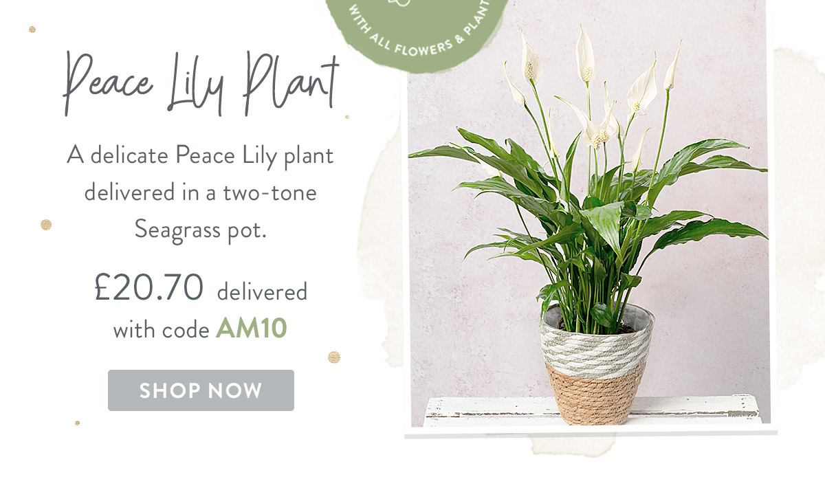 Peace Lily Plant - only &pound;20.70