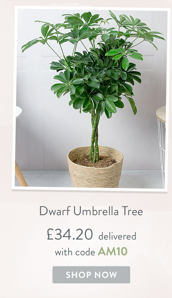 Dwarf Umbrella Tree - only &pound;34.20