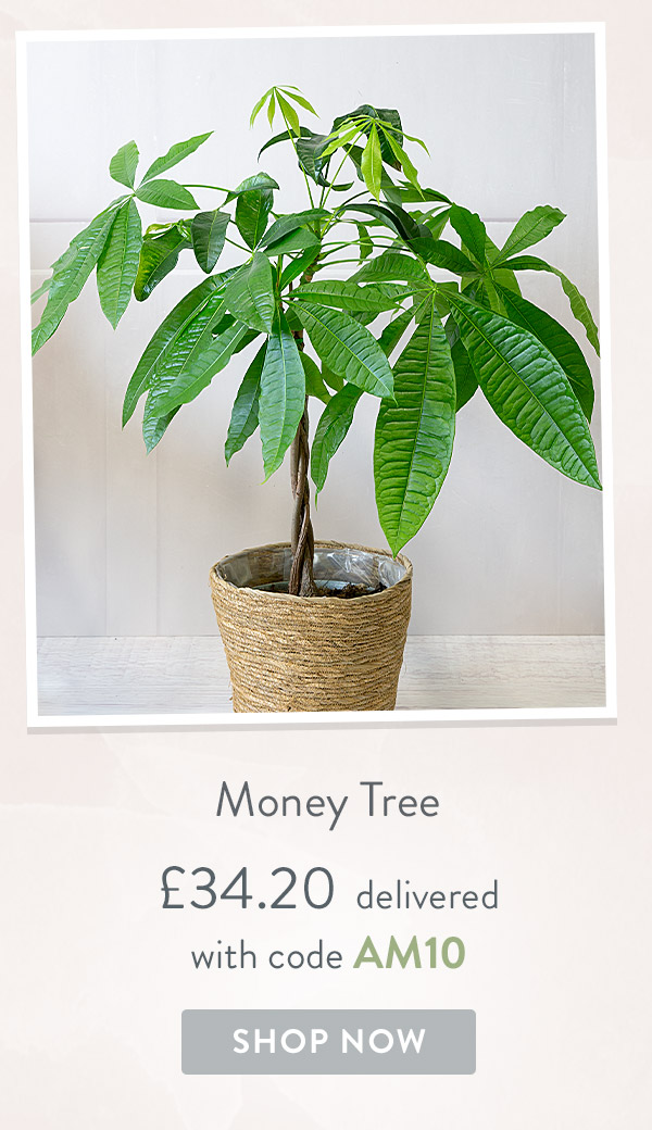 Money Tree - only &pound;34.20
