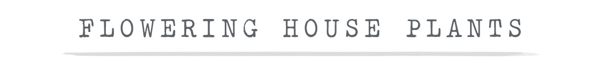 House Plants
