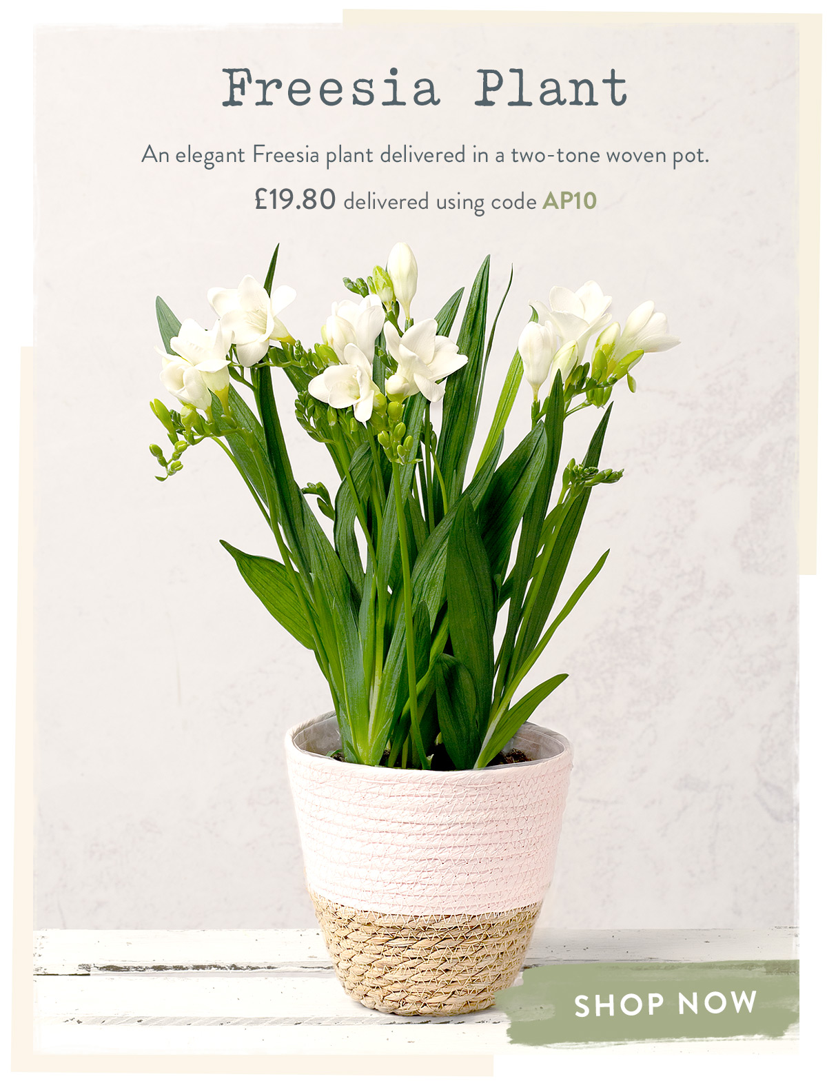 Freesia Plant - only &pound;19.80 when using code
