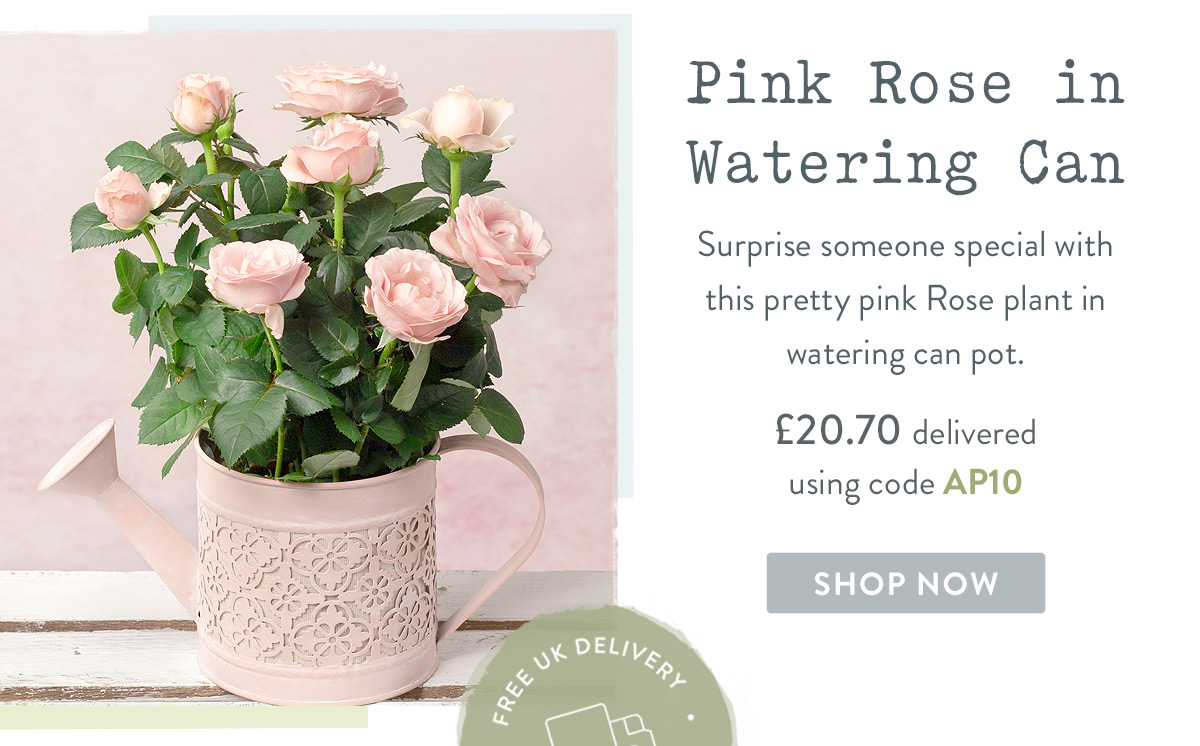 Pink Rose in Watering Can - only &pound;20.70 when using code