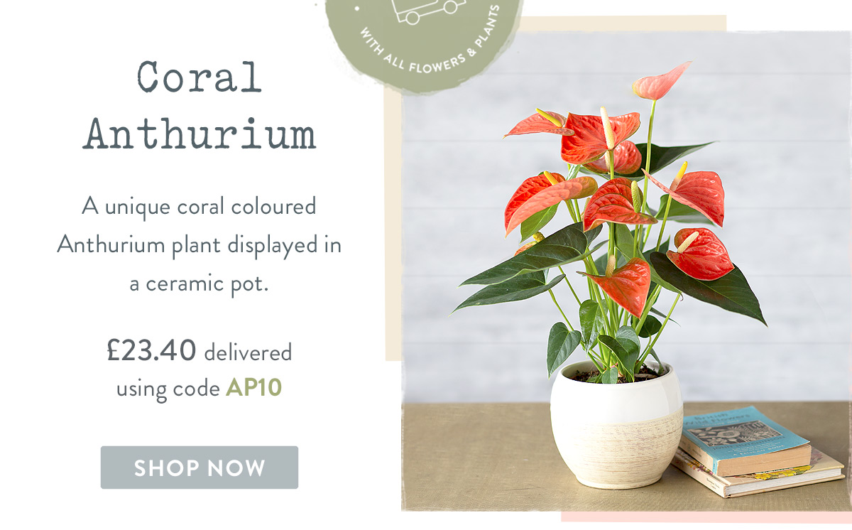 Coral Anthurium - only &pound;23.40 when using code