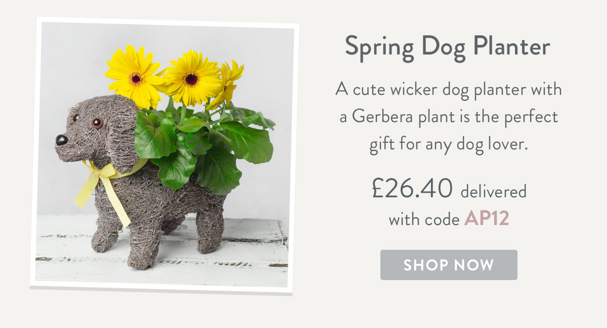 Spring Dog Planter - only &pound;26.40 delivered