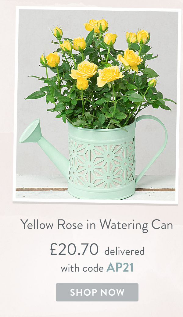 Yellow Rose in Watering Can - only &pound;20.70