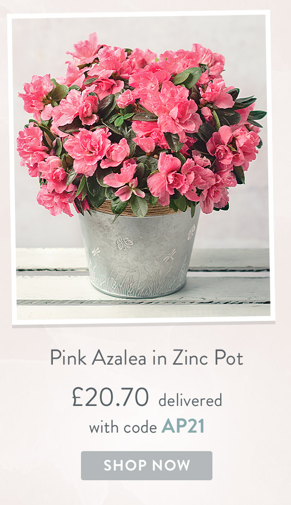Pink Azalea in Zinc Pot - only &pound;20.70