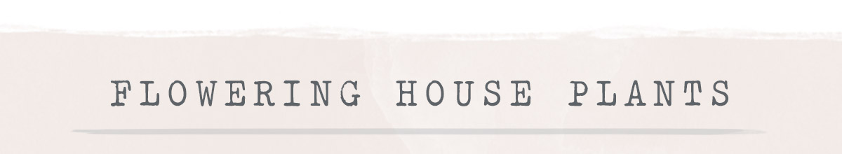 House Plants