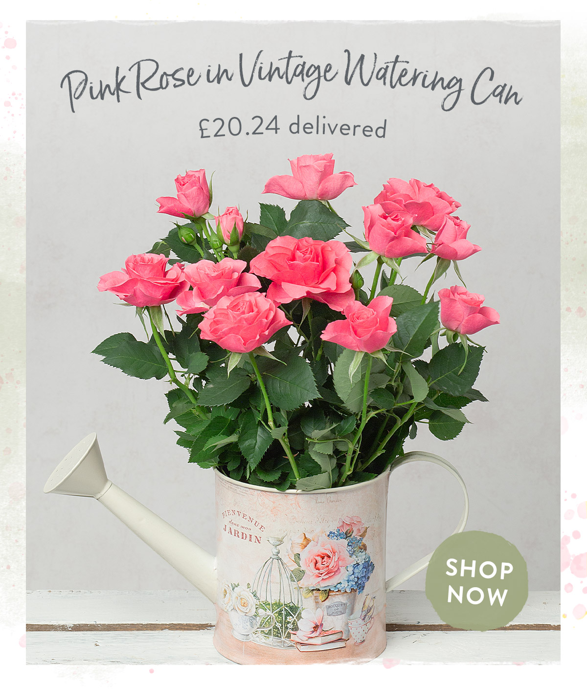 Pink Rose in Vintage Watering Can - only &pound;20.24 delivered