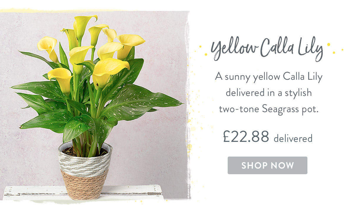 Yellow Calla Lily - only &pound;22.88 delivered
