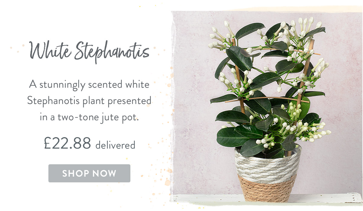 White Stephanotis - only &pound;22.88 delivered