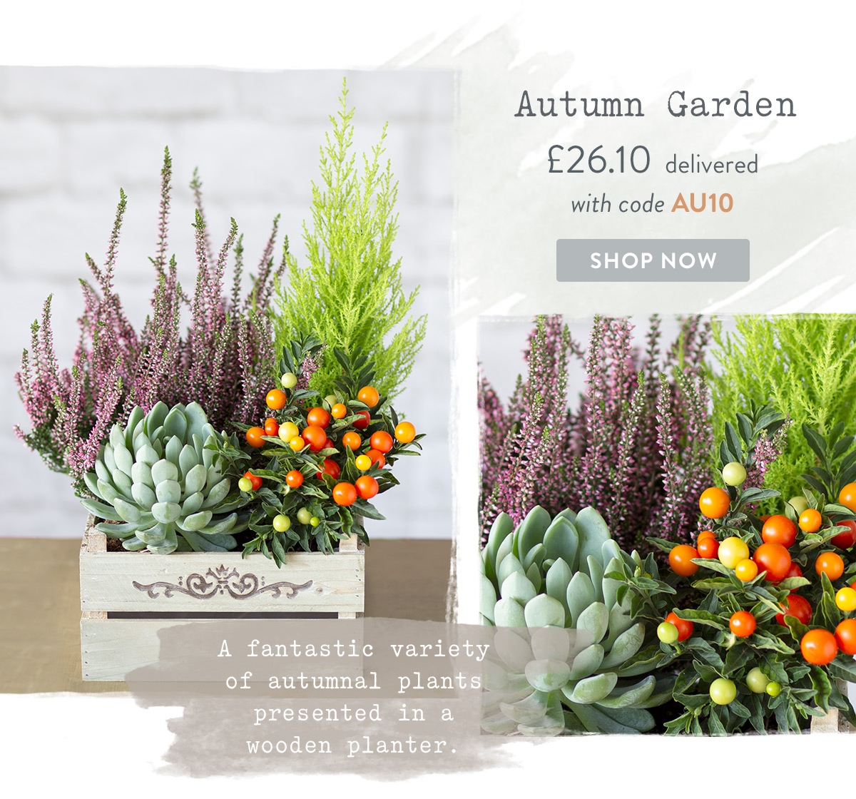 Autumn Garden - only &pound;26.10