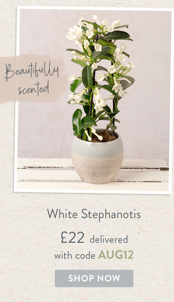 White Stephanotis - Only &pound;22 delivered with code