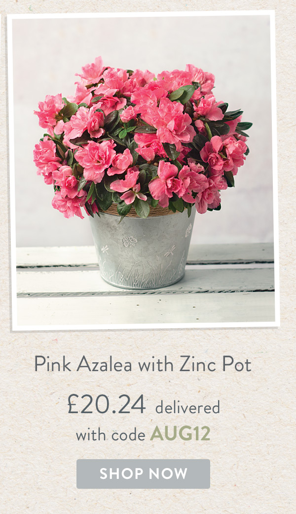Pink Azalea with Zinc Pot - Only &pound;20.24 delivered with code