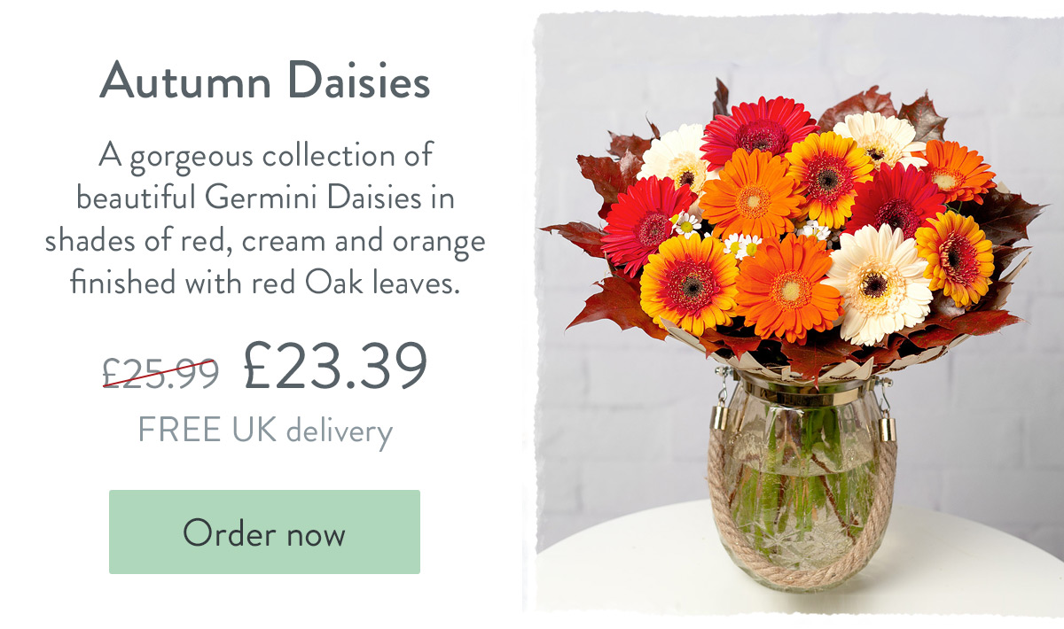 Autumn Daisies - Only &pound;23.39