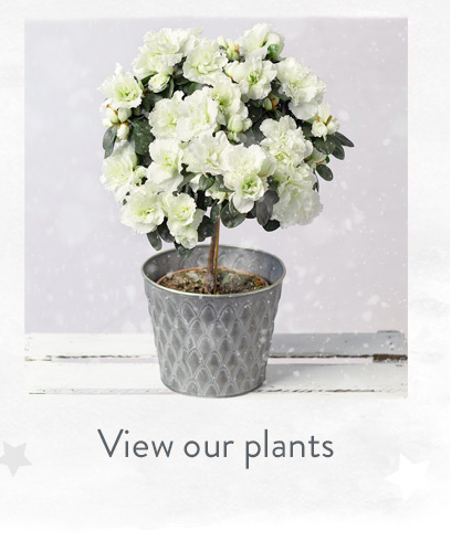 View our plants