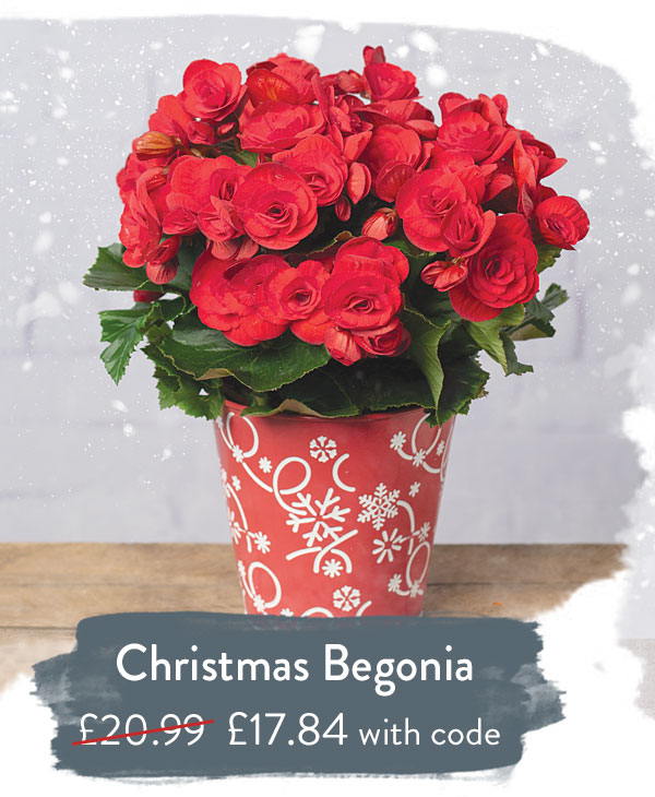 Winter Tuplips & Freesias - Only &pound;19.54