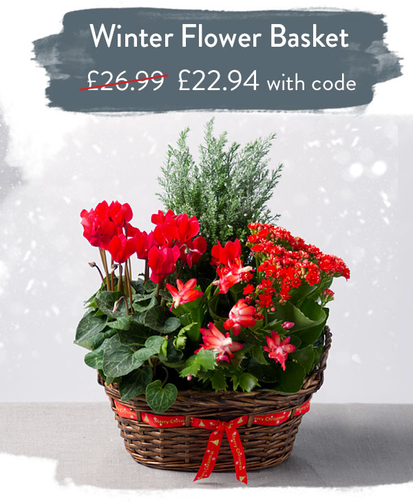 Christmas Posy - Only &pound;23.79