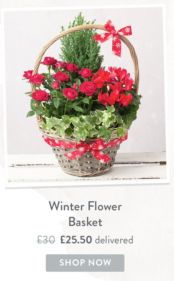 Winter Flower Basket - Only &pound;25.50 delivered with code