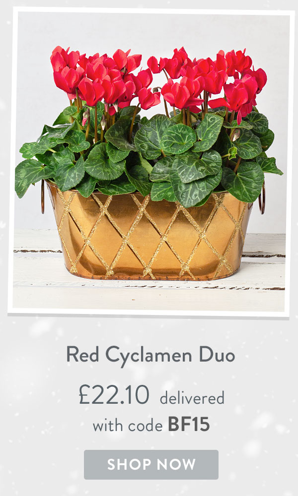Red Cyclamen Duo - Only &pound;22.10 delivered with code