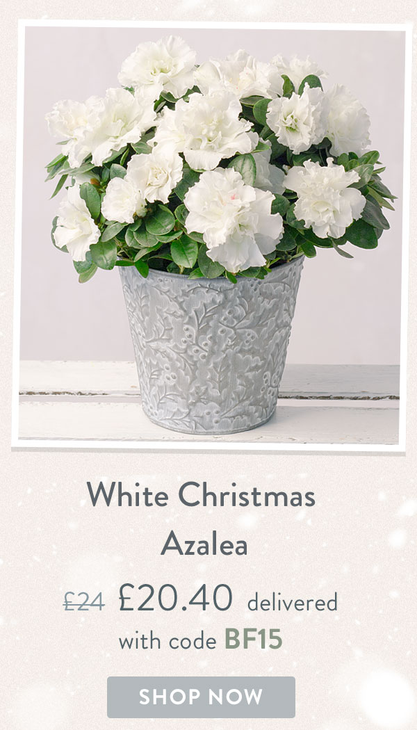 White Christmas Azalea - Only &pound;20.40 delivered with code