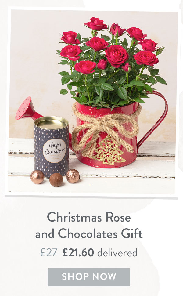 Christmas Rose and Chocolates Gift - Only &pound;21.60 delivered with code