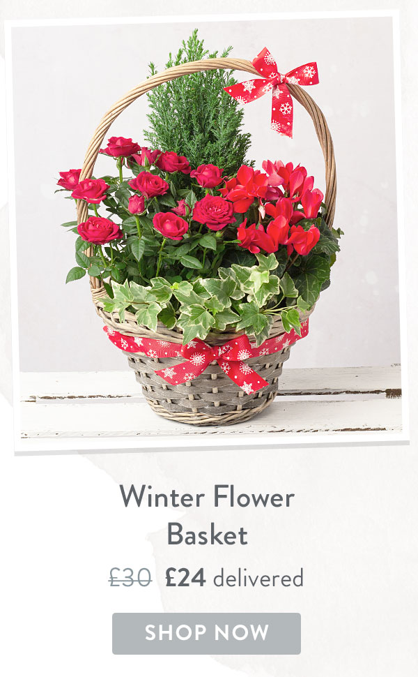 Winter Flower Basket - Only &pound;24 delivered with code