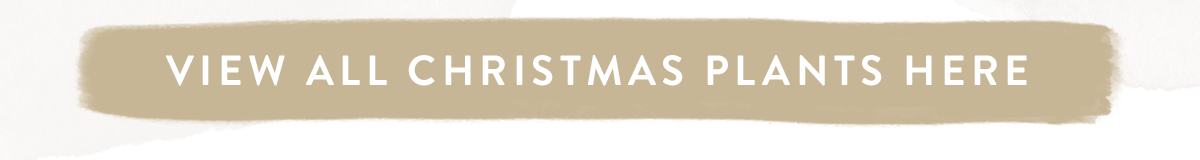 View all Christmas plants here