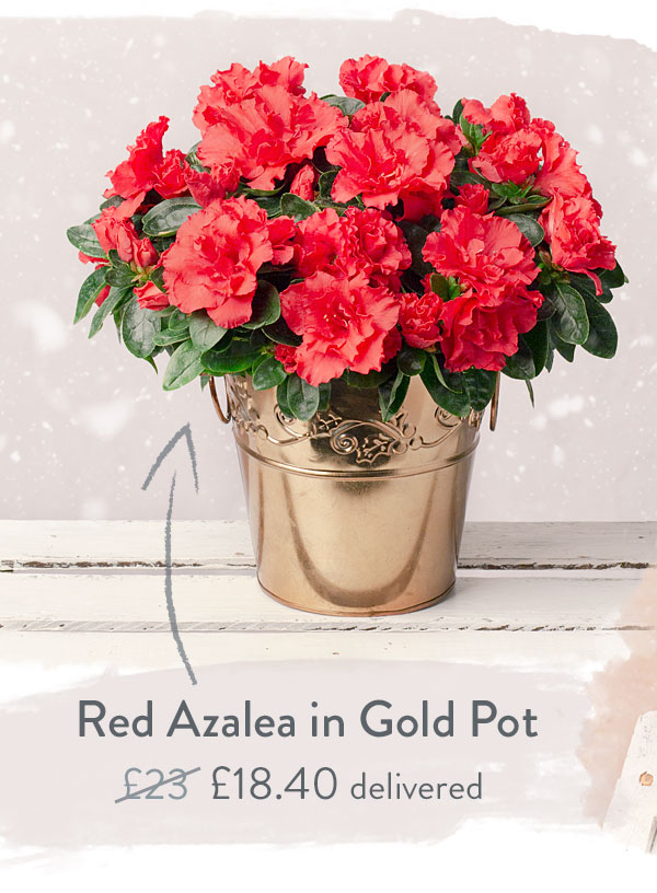 Red Azalea in Gold Pot - Only &pound;18.40 delivered