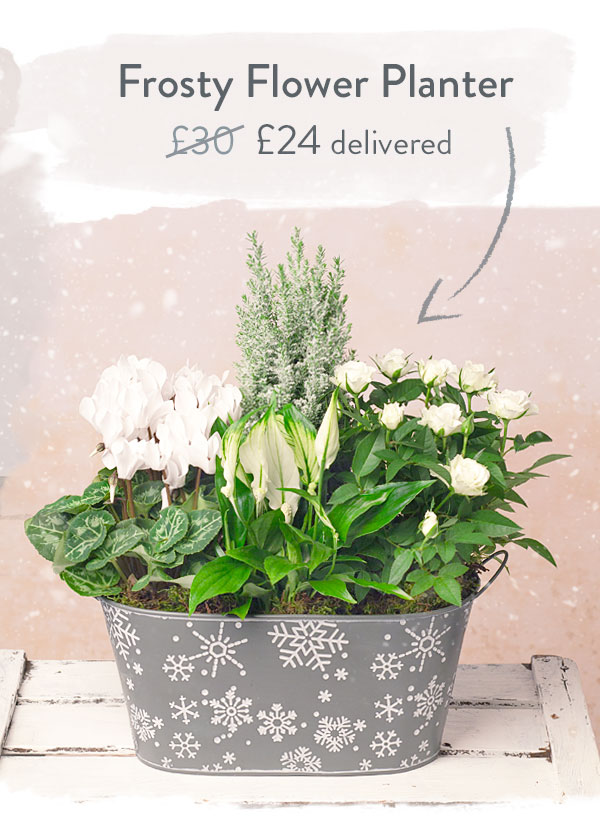 Frosty Flower Planter - Only &pound;24 delivered