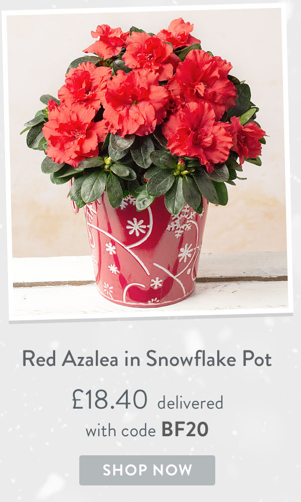 Red Azalea in Snowflake Pot - Only &pound;18.40 delivered with code