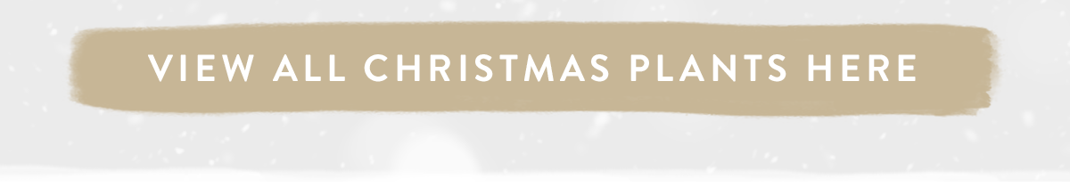 View all Christmas plants here