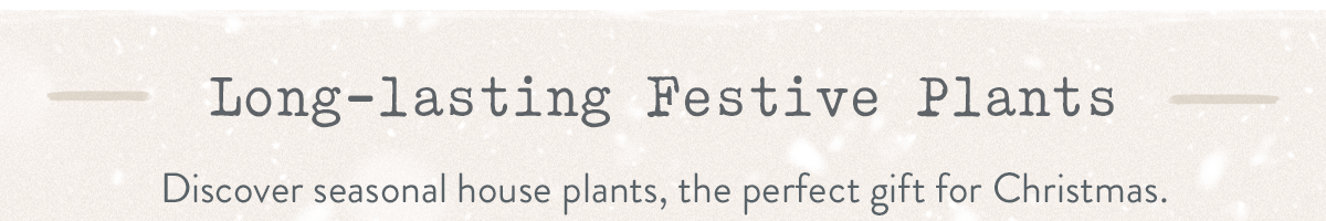 Long-lasting Festive Plants