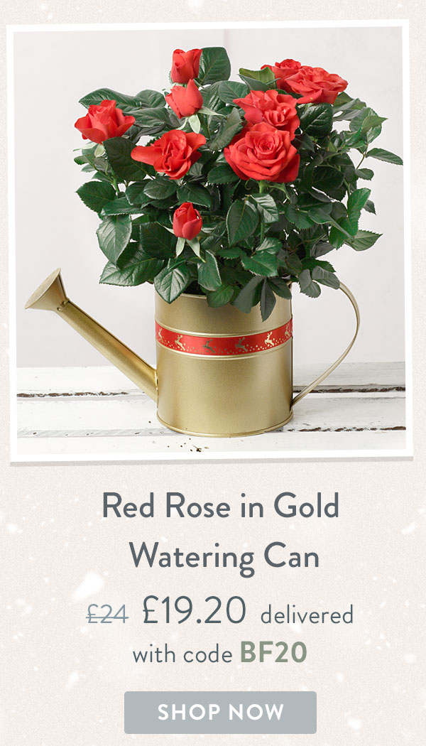 Red Rose in Gold Watering Can - Only &pound;19.20 delivered with code