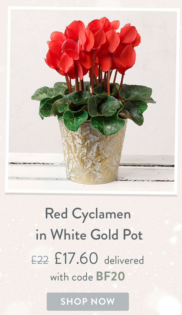 Red Cyclamen in White Gold Pot - Only &pound;17.60 delivered with code