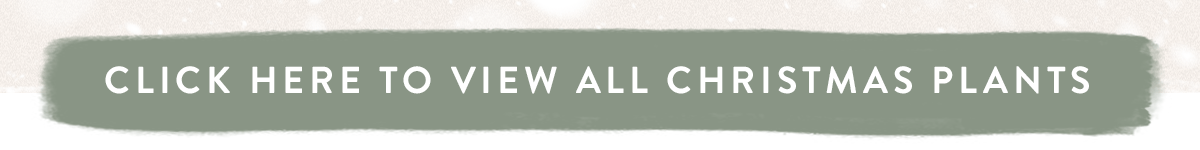 Click here to view all Christmas Plants